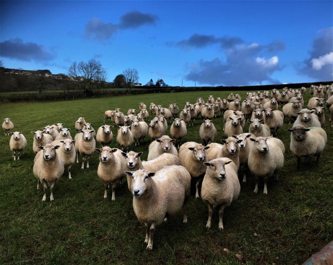Nantgwynfaen Organic Farm Wales Villa Llandysul Kültér fotó